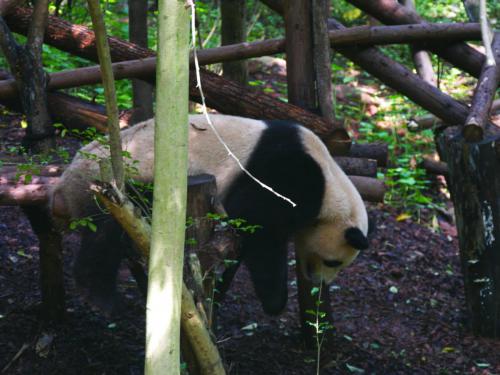 Schlafhaltung der Zukunft ?!